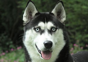 Gezelliger dan naar een kennel