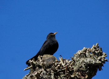 Vliegen op fijne tijden tussen Weeze en Ancona